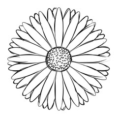 Isolated sketch of a flower