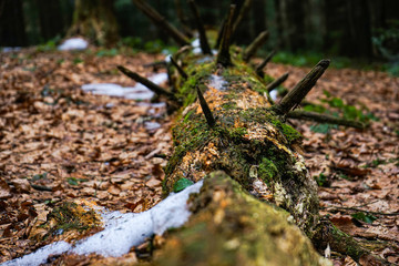 A fallen tree is covered with moss in the forest. Wild greenery and dry leaves with snow under a fallen tree.
