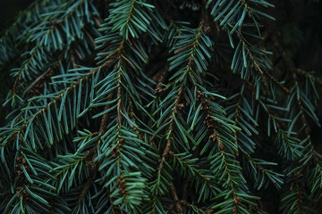 Green prickly branches of fur or pine. Spruce branch close-up. Green branches of spruce. Christmas tree.