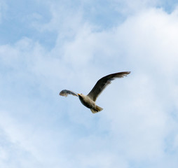 seagull in flight