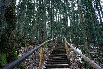 Obraz premium Wooden staircase in the forest. Trail in the forest with a wooden staircase.