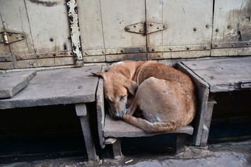 インドのラジャスタン州　朝のプシュカル　開店前のお店の前で眠る野良犬　軒先のくぼみに丸まる可愛い姿