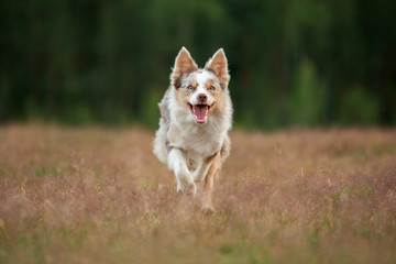 dog runs on the grass. Active pet plays in nature in summer. sports with border collie.