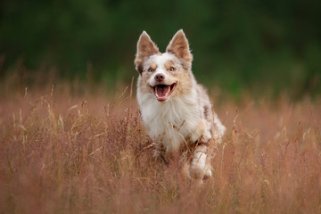 Naklejka na ściany i meble dog runs on the grass. Active pet plays in nature in summer. sports with border collie.