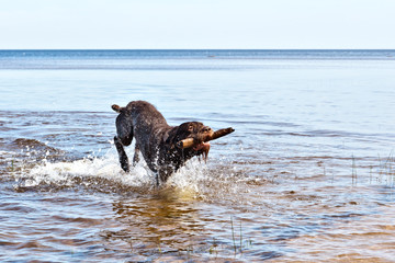 Dynamic portrait of pointer running through the water in a spray of water
