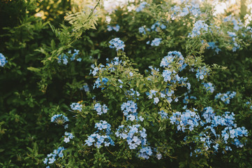 Natural backgound with blooming Plumbago Imperial blue live plants