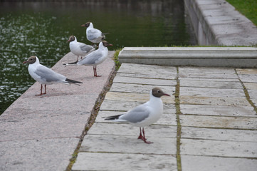 Black-headed gulls (Larus ridibundus) on granite embankment