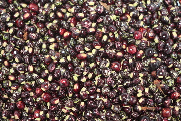 frijoles- guandu pintado 