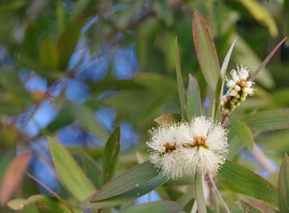 Blossoms of an eucalyptus tree in winter time © Jack