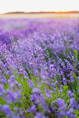 Beautiful Violet Lavender Field Agriculture