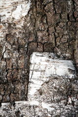 shapes on birch tree bark