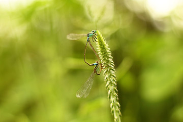 dragonfly on leaf