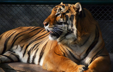 A tiger resting under the sun in a Thai reserve