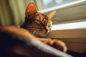 Gorgeous abyssinian cat laying in a window in the sun