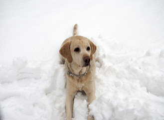 dog in the snow