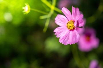 Obraz premium Beautiful Cosmos flowers in garden. Nature background.