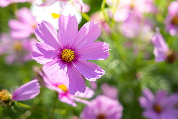 Fototapeta premium Beautiful Cosmos flowers in garden. Nature background.
