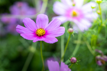 Fototapeta premium Beautiful Cosmos flowers in garden. Nature background.