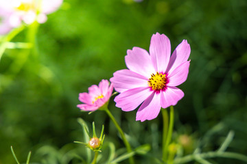 Fototapeta premium Piękne kwiaty kosmosu w ogrodzie. Tło natura.