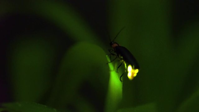 Video shot of fireflies glowing.