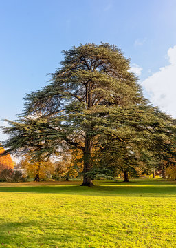 Cedrus libani tree known as cedar of Lebanon or Lebanon cedar in Osterley, Isleworth, London, UK
