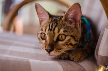 gato de bengala atento observando 