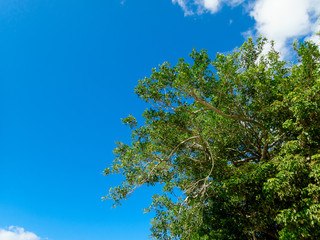 夏の空に生える大きなガジュマルの木