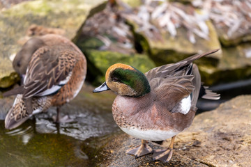 Americam wigeon. North American duck  (Mareca americana), also called a baldpate. Male sitting on the edge of the pond. Natural scene from Wisconsin conservation area.