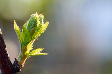 Young inflorescence of grapes on the vine close-up.Grape vine with young leaves and buds blooming on a grape vine in the vineyard. Spring buds sprouting/New leaves sprouting at the beginning of spring