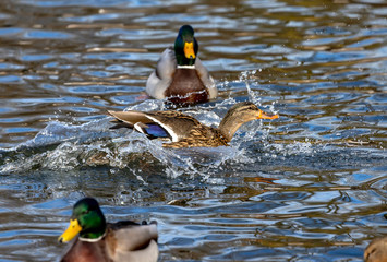 Duck. Mallard duck, male on the river. Natural scene from Wisconsin.