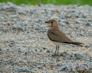 The oriental pratincole (Glareola maldivarum), also known as the grasshopper-bird or swallow-plover, is a wader in the pratincole family