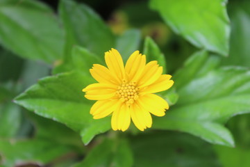 Yellow flowers on the roadside in Indonesia