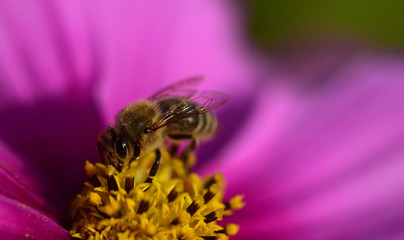 Closeup of a bright pink meadow flower with yellow pollen and a honey bee looking for food in it in summer