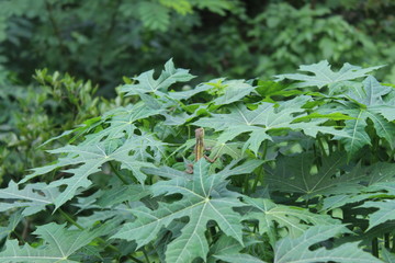 Green trees from gardens in Indonesia