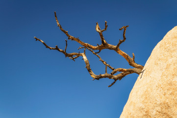Dead tree in Joshua Tree National Park, California