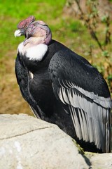 View of an Andean condor (vultur gryphus)