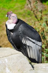 View of an Andean condor (vultur gryphus)