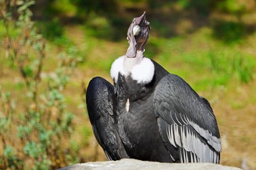 View of an Andean condor (vultur gryphus)