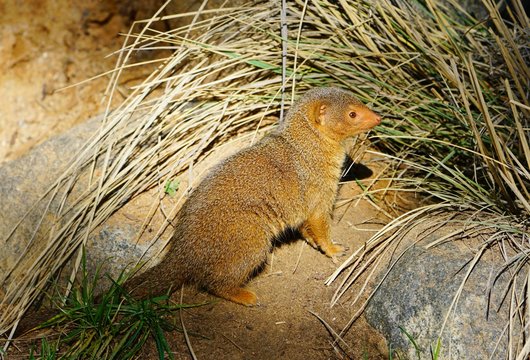 View of a dwarf mongoose (helogale parvula)