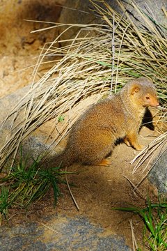 View of a dwarf mongoose (helogale parvula)