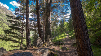 Trees in mountains. Landscape and nature of the North Caucasus