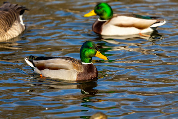 Duck. Mallard duck, male on the river. Natural scene from Wisconsin.