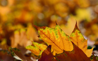 Naklejka na ściany i meble Close-up and background of shining autumn leaves lying on the ground and illuminated by the sun