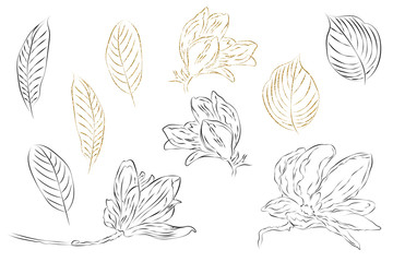 Fine art magnolia flowers clipart .Floral hand drawn gray and gold element. Line art isolated on a white background. Can be used for logo, pattern, wedding invitation, wed design, poster, paper design