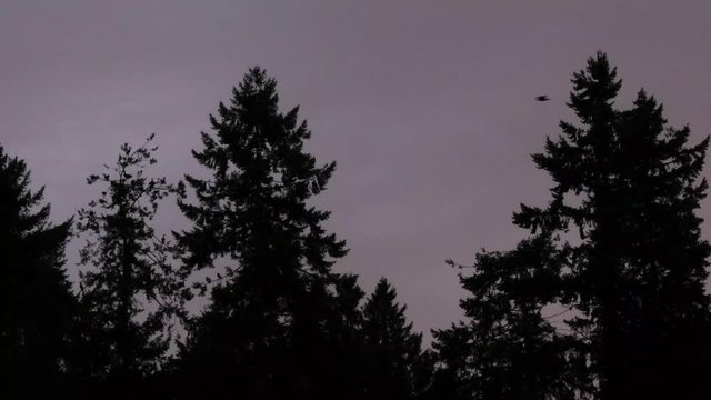 cormerants nesting in dark evening trees against dim evening skys