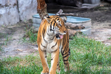Malayan tiger