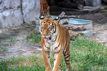 Malayan tiger