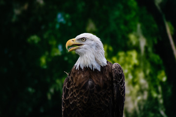 Bald eagle