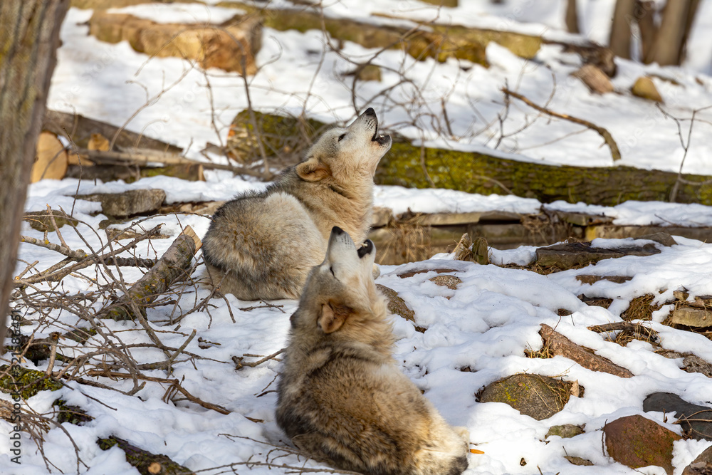 Sticker  Grey wolf (Canis lupus)  also known in north America as Timber wolf in winter.