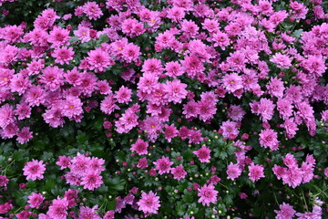 Various colorful chrysanthemum blooming in the flower garden.